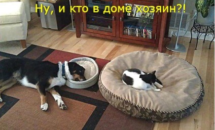 Vicces macskák - képek, viccek (megromlott karma) Vicces macskák - képek, szórakozás