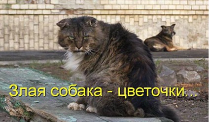 Vicces macskák - képek, viccek (cat) Vicces macskák - képek, szórakozás