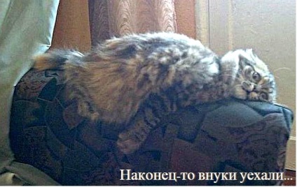 Vicces macskák - képek, viccek (cat) Vicces macskák - képek, szórakozás
