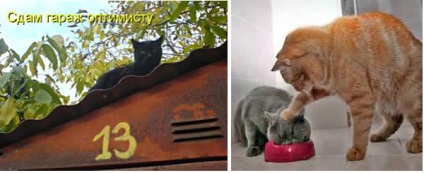 Vicces macskák - képek, viccek (cat) Vicces macskák - képek, szórakozás