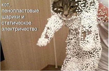 Vicces macskák - képek, viccek (cat) Vicces macskák - képek, szórakozás
