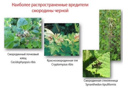 Ribizli - a betegségek elleni küzdelemben és a kártevők (népi gyógyászati kártevők) Ribizli - elleni küzdelem betegségek és kártevők