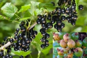 Ribizli - a betegségek elleni küzdelemben és a kártevők (antraknózisos Porszerű ribizli) Ribizli - elleni küzdelem betegségek és kártevők