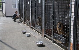 Kutya munkát olvassa el, hogyan működnek a dolgok a Dog Training Center rendőrségi kutyák