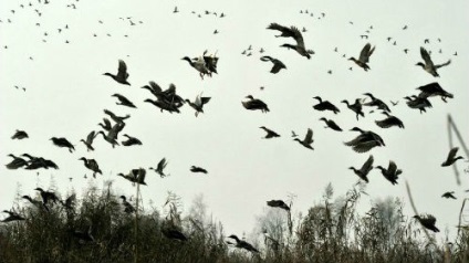 Álom lefoglalja a sok madár, egy álom, amit álmok sok madár