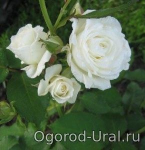 Minőségű rózsák Ural