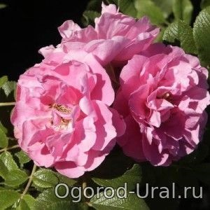 Minőségű rózsák Ural