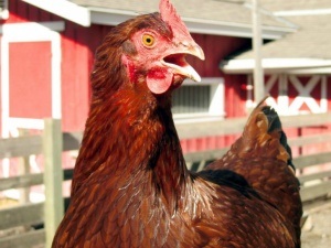 csirkék Állatorvosi cikkek picainfo, az okok hasmenést okozó csirkében