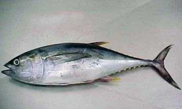 Friss és konzerv tonhal előnyei és hátrányai