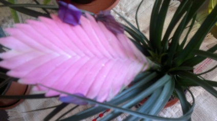 Tillandsia Anita ápolási otthon (Anita) Tillandsia Anita ápolási otthon