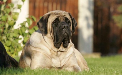 Top 10 - káros - kutyafajták, top világranglistán