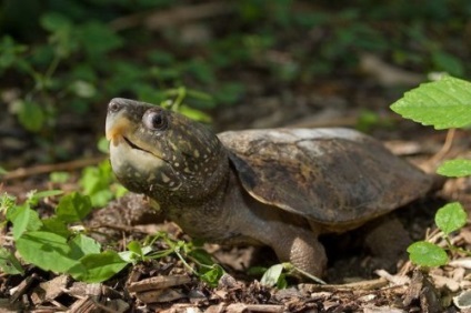Top 10 furcsa teknősfajokat