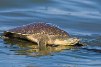 Top 10 furcsa teknősfajokat