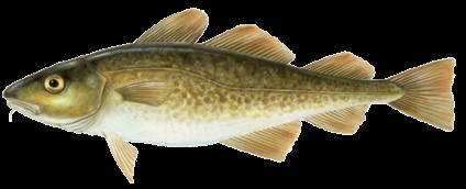 Cod - szuper hal