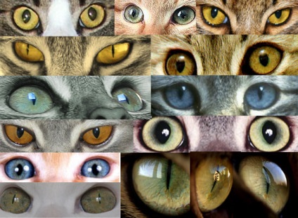Photoshop bemutató hogyan felhívni a macska szeme, számítógépes grafika - egy kicsit mindenből