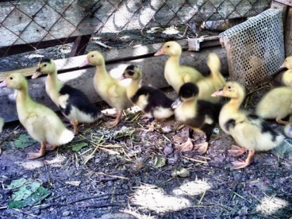 Mulard Ducks tenyésztés otthon, fotó vélemények