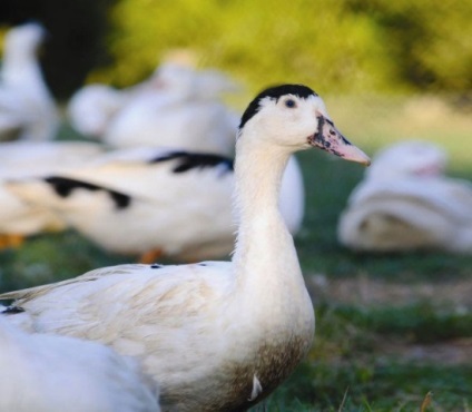 Mulard Ducks tenyésztés otthon, fotó vélemények