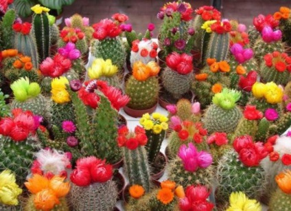 Care kaktusz otthon propagálása és növényi