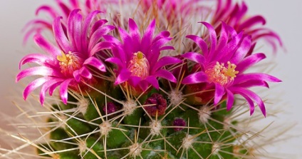Care kaktusz otthon propagálása és növényi