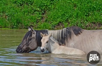 Ló ellátás tisztító pata, sörény, farok és a szőrzet