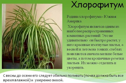 Ápolási otthon Chlorophytum fajok transzplantáció, reprodukció és a betegség