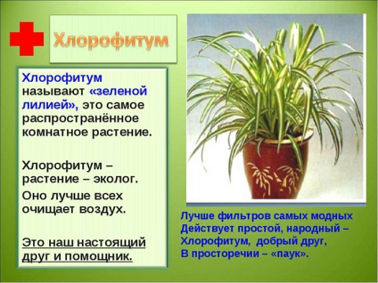 Ápolási otthon Chlorophytum fajok transzplantáció, reprodukció és a betegség