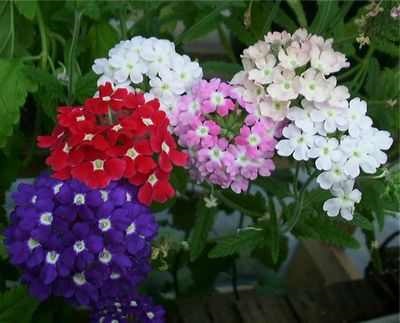 Verbena virágok fajok és fajták a kerti növények