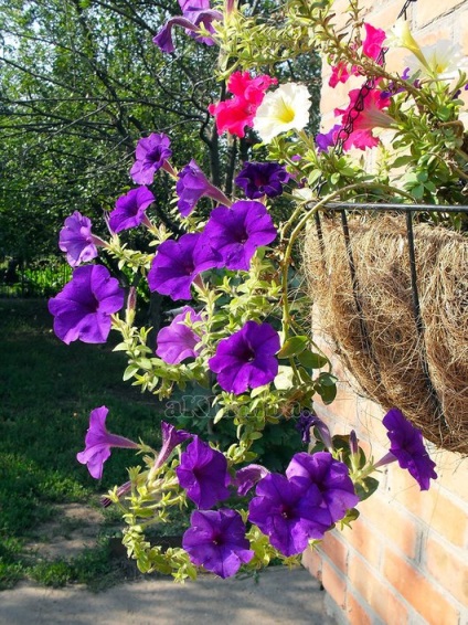 Függőleges ágy 50 fotó, hogyan lehet egy függőleges virágágyásba