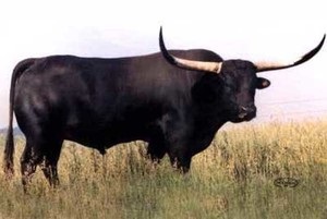 Típusai bikák és vad teheneket, a neve az erdő ökör Indiából