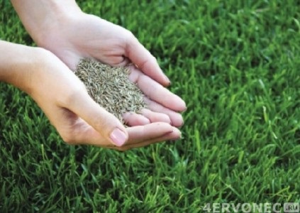 Види газонної трави (фото) багаторічні, пристрій рулонного газону