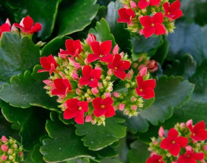 Típusai Kalanchoe fotókat nevek (Kalanchoe) Típusai Kalanchoe fotókat nevek
