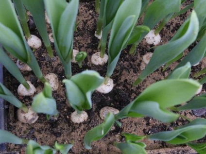 Növekvő tulipán kifejezetten március 8