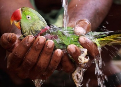 Víz kezelések papagáj, cikkek