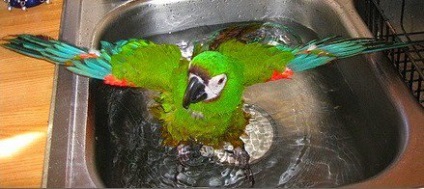 Víz kezelések papagáj, cikkek