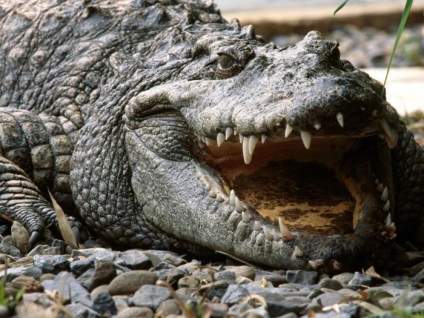 Minden, amit tudni kell a krokodilok