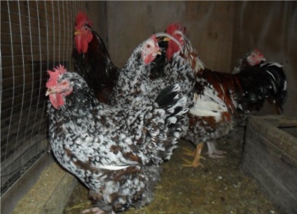 Fajtajegyei livenskih csirkék, azok jellemzőit és fotók képviselői