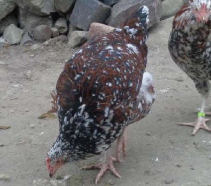 Fajtajegyei livenskih csirkék, azok jellemzőit és fotók képviselői