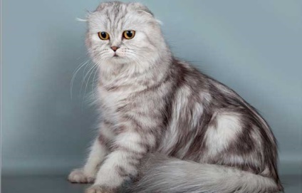 Highland szeres szőrű skót Fold (redők) Highland Fold skót Fold Longhair