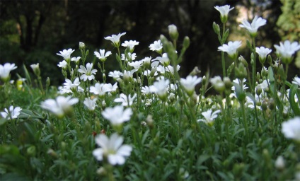 Cerastium biebersteinii fotó, termesztés, ültetés és gondozás