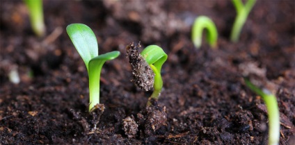 Cerastium biebersteinii fotó, termesztés, ültetés és gondozás