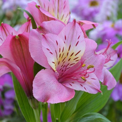 A virágok nyelvén Alstroemeria (ebben a cikkben ismertetett) Virágok nyelvén Alstroemeria