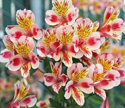 Virágok nyelvén Alstroemeria