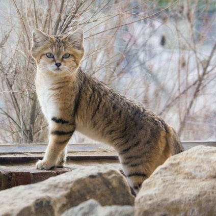 26 Magnificent macska, eltűnőben vannak a vadon élő