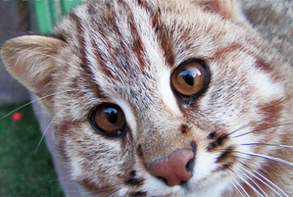 Amur leopárd macska, a blog az életről catstoday macskák