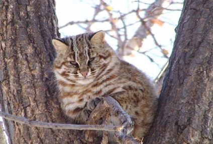 Amur leopárd macska, a blog az életről catstoday macskák