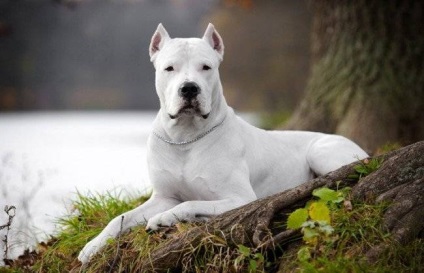 Dogo Argentino kutya fotó, ár, fajta leírás, karakter, videó