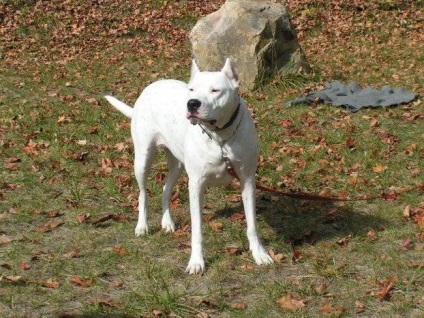 Dogo Argentino kutya fotó, ár, fajta leírás, képességgel, video (kutya) Dogo Argentino kutya fotó, ár, fajta leírás, karakter, videó