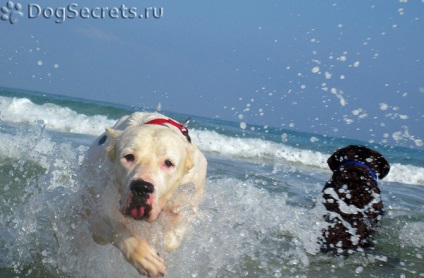 Dogo Argentino fajta leírás, kutyák, természet fotók, árak