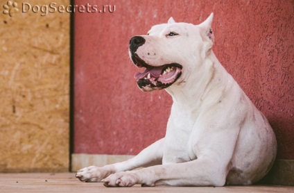 Dogo Argentino fajta leírás, kutyák, természet fotók, árak