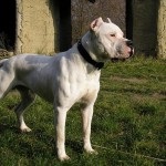 Dogo Argentino jellegének leírása, karbantartásáról, betegség, fotó